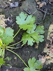 Ranunculus sceleratus