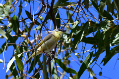 Ptilotula keartlandi