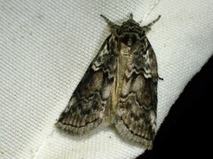 Nycteola