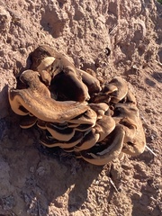 Ganoderma resinaceum