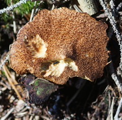 Suillus cavipes