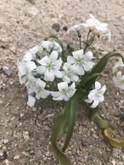 Zephyra compacta