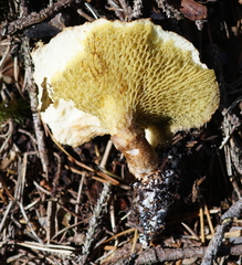 Suillus cavipes
