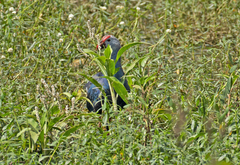 Porphyrio poliocephalus