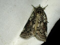 Nycteola