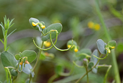 Coronilla scorpioides
