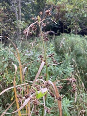 Scirpus atrovirens