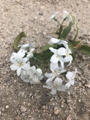 Zephyra compacta