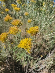 Ericameria nauseosa
