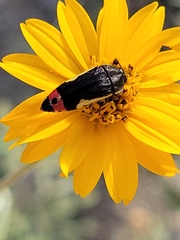 Acmaeodera flavomarginata