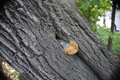 Fungi