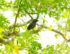 Coracina caledonica caledonica