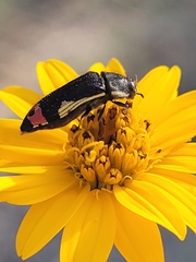 Acmaeodera flavomarginata
