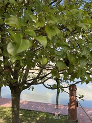 Crataegus phaenopyrum