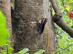 Caligo