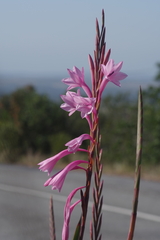 Watsonia knysnana