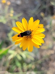 Acmaeodera flavomarginata