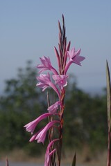 Watsonia knysnana