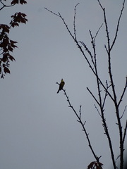 Cardellina canadensis