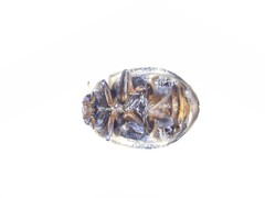 Adalia decempunctata