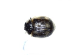 Adalia decempunctata