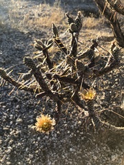 Cylindropuntia ramosissima