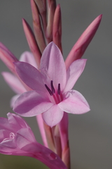 Watsonia knysnana