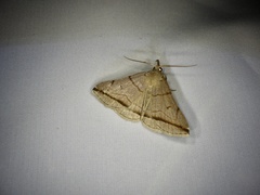 Zanclognatha griselda