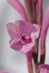 Watsonia knysnana