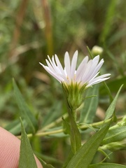 Symphyotrichum firmum