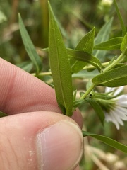 Symphyotrichum firmum