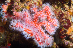 Corallium rubrum