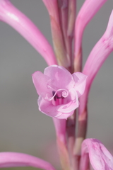 Watsonia knysnana