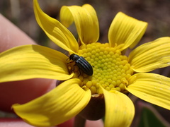 Melyris
