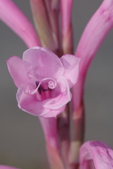 Watsonia knysnana