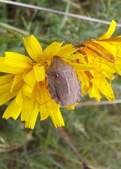 Eurygaster testudinaria