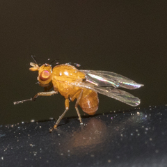 Camptoprosopella slossonae