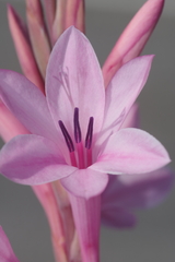 Watsonia knysnana