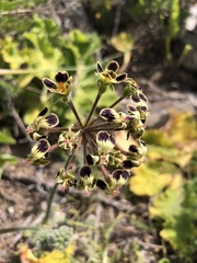 Pelargonium lobatum