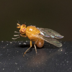 Camptoprosopella slossonae