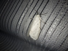 Spilosoma punctaria