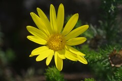 Euryops