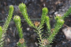 Euryops