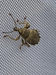 Dasydema hirtella