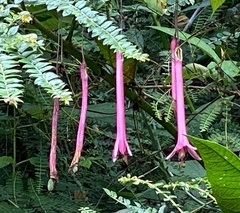 Passiflora trinervia