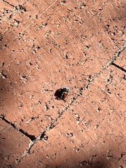 Phidippus adumbratus