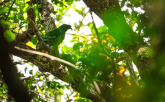 Drepanoptila holosericea