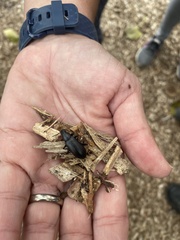 Alobates pensylvanicus