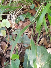 Brachypodium sylvaticum