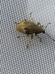 Dasydema hirtella